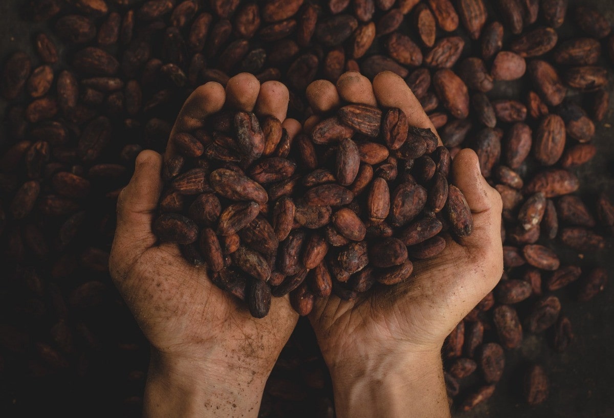 Nederlandse cacaoboer(in) wil groeien