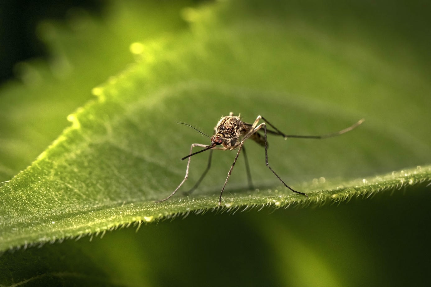 Article – Peru : dodelijke uitbraak dengue