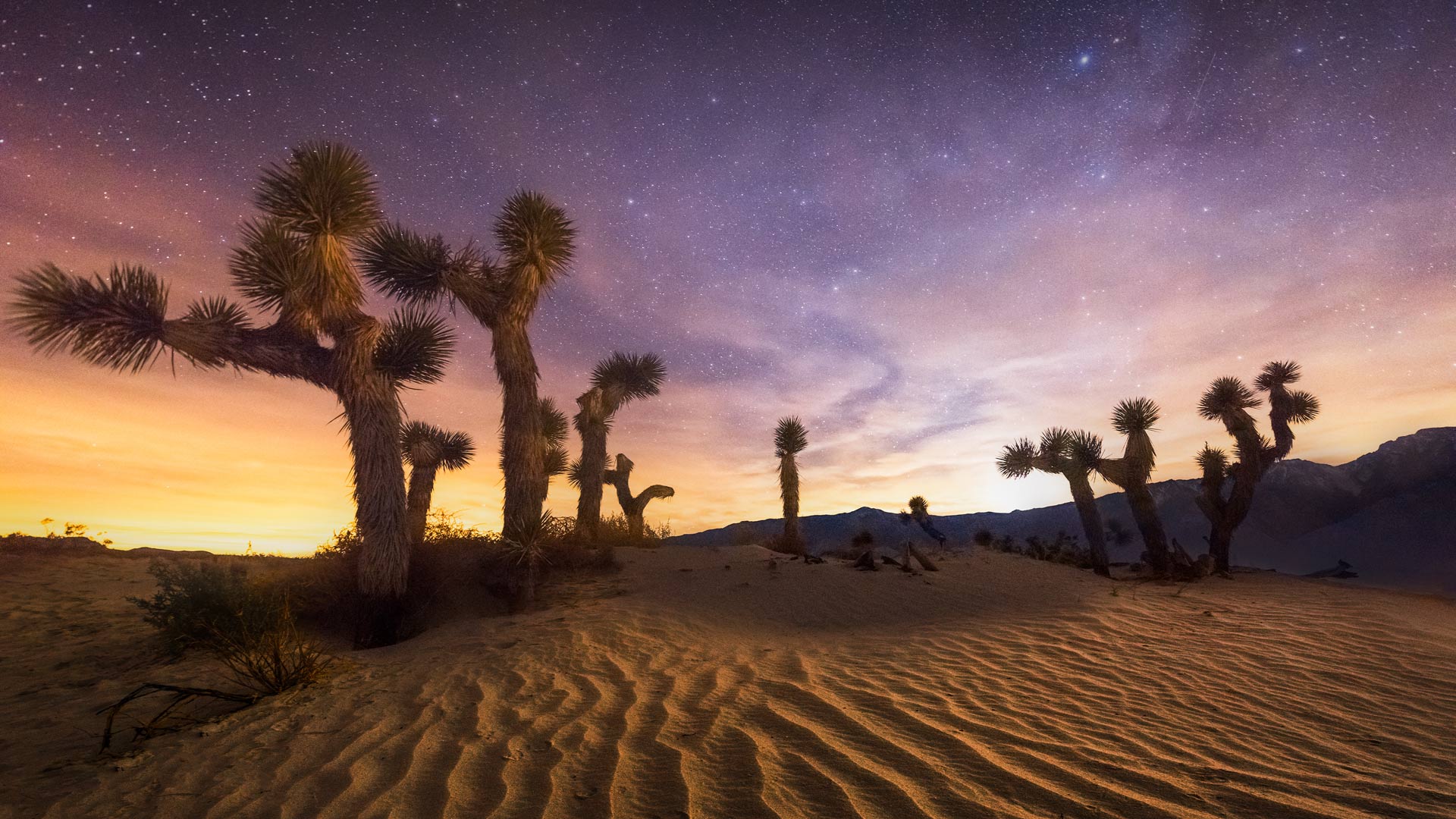 Article-image – 📷 Joshua Tree