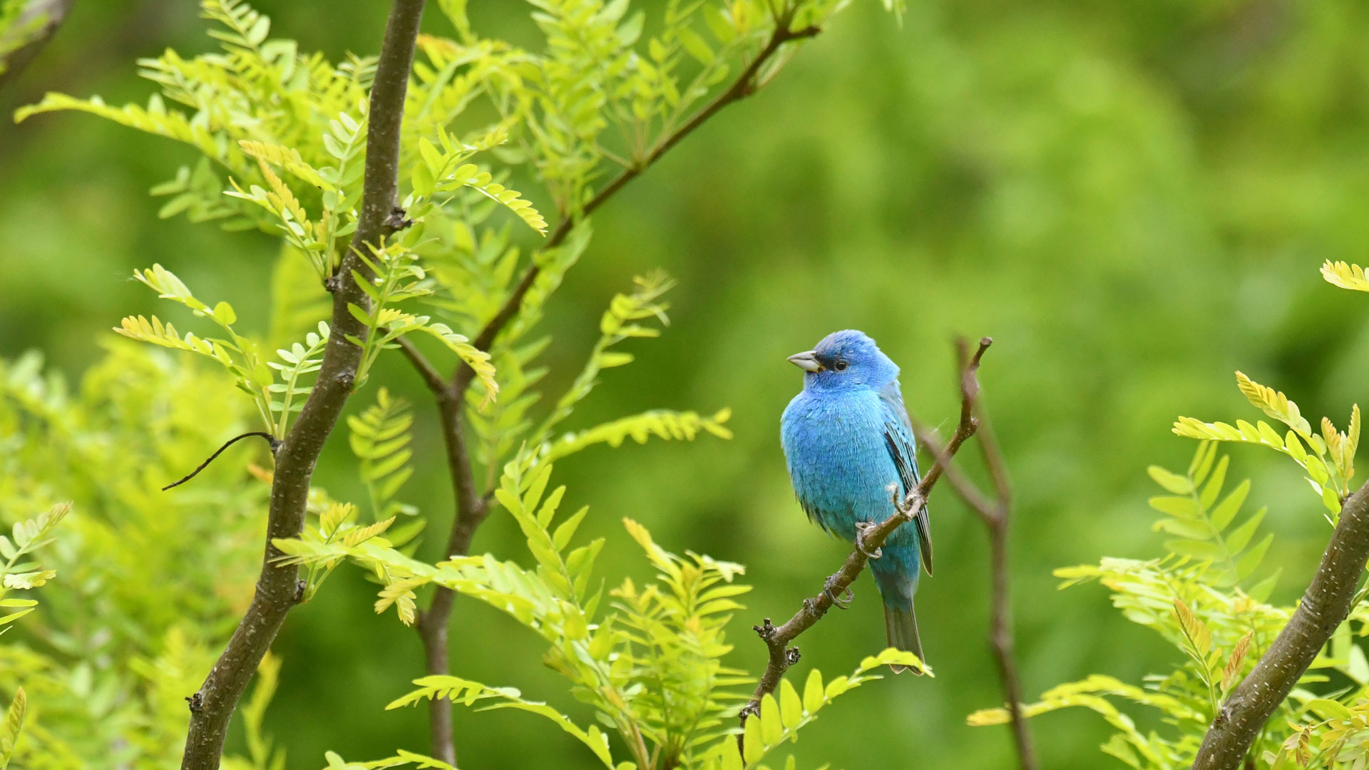 Article-image – 📷 Trekvogels